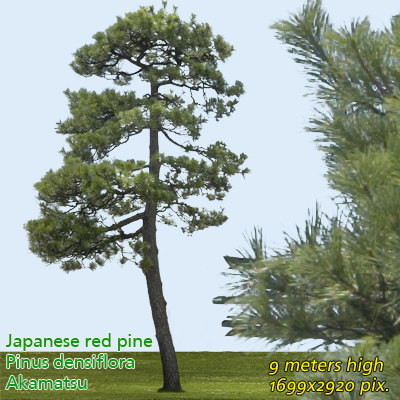 Japanese Red Pine 2 High Resolution Texture Maps
